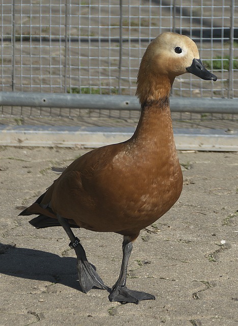 常常选择用